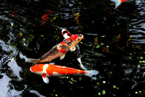 Koi Pond Troubleshooting