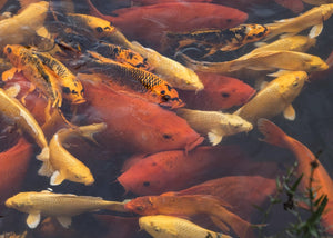 Your Guide to Thriving Koi Ponds in Summer.