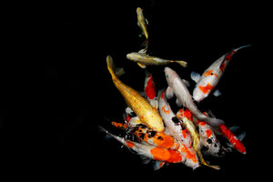 Did You Know? Surprising Facts About Your Colourful Koi Fish