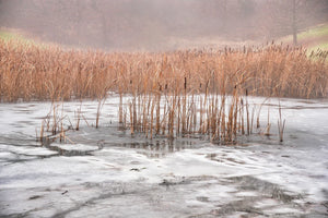 Keeping Your Koi Pond Pristine Through Winter