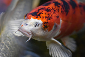 A Guide to Koi Pond Photography