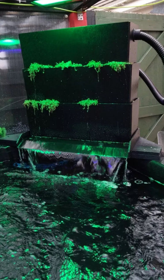 A Guide to Growing Plants In Your Bakki Shower