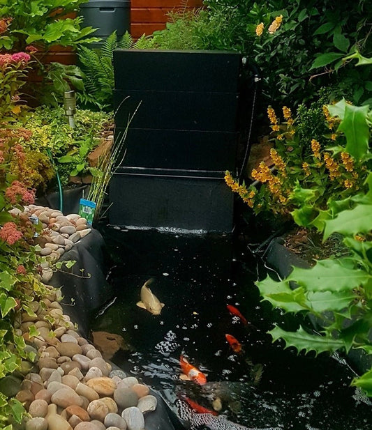 Bringing Your Koi Pond Back to Life: A Springtime Checklist