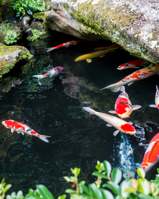 Energy Efficient Pond Pumps: Why It's Time to Switch to DC