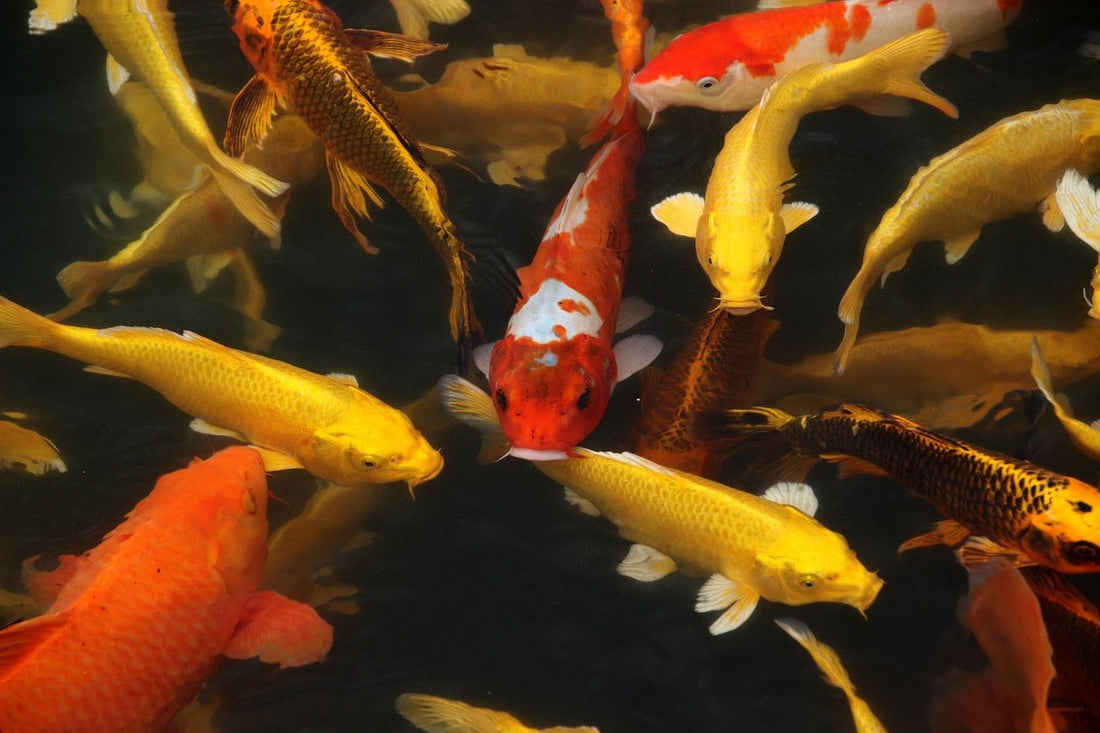 How To Keep Nitrates Low in Your Koi Pond