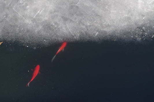 Koi Behavior in Winter