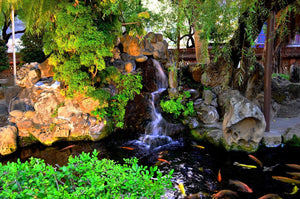 Koi Pond Design