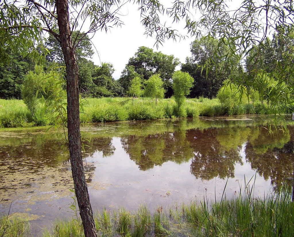 The Green Menace: Unveiling the Secrets of Algae in Koi Ponds