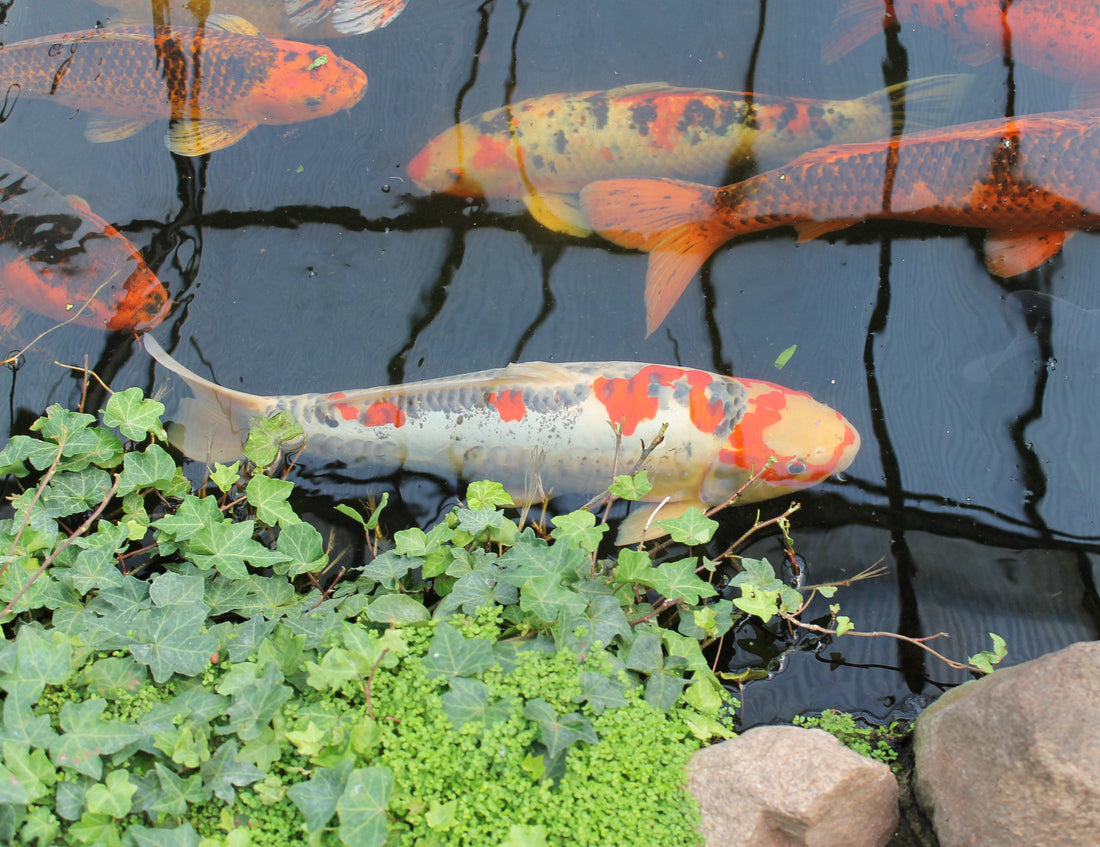 The Ultimate Guide to Building and Maintaining a Thriving Koi Pond