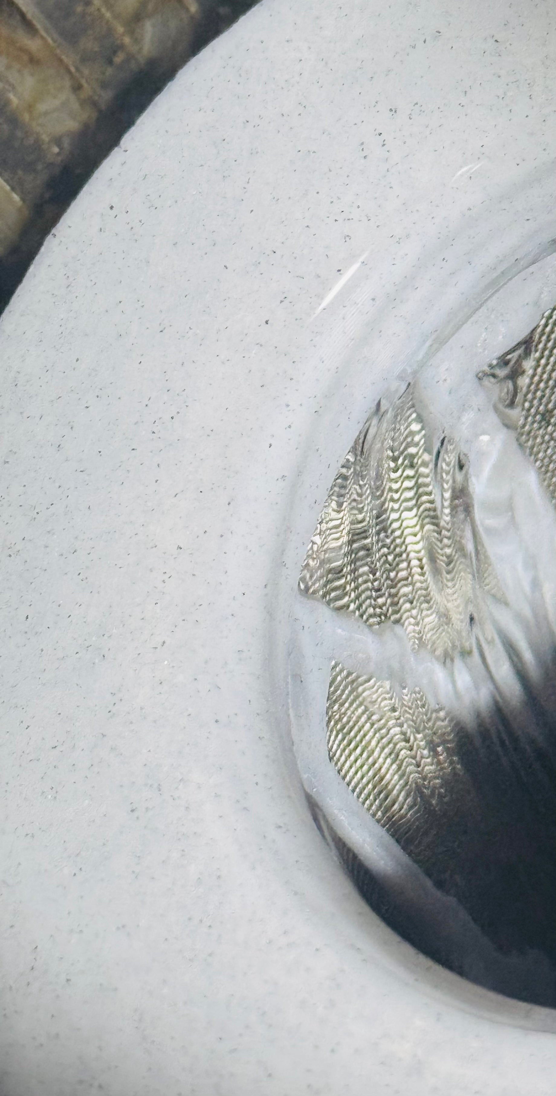 Drop In Sieve For The EazyPod - Apex Koi