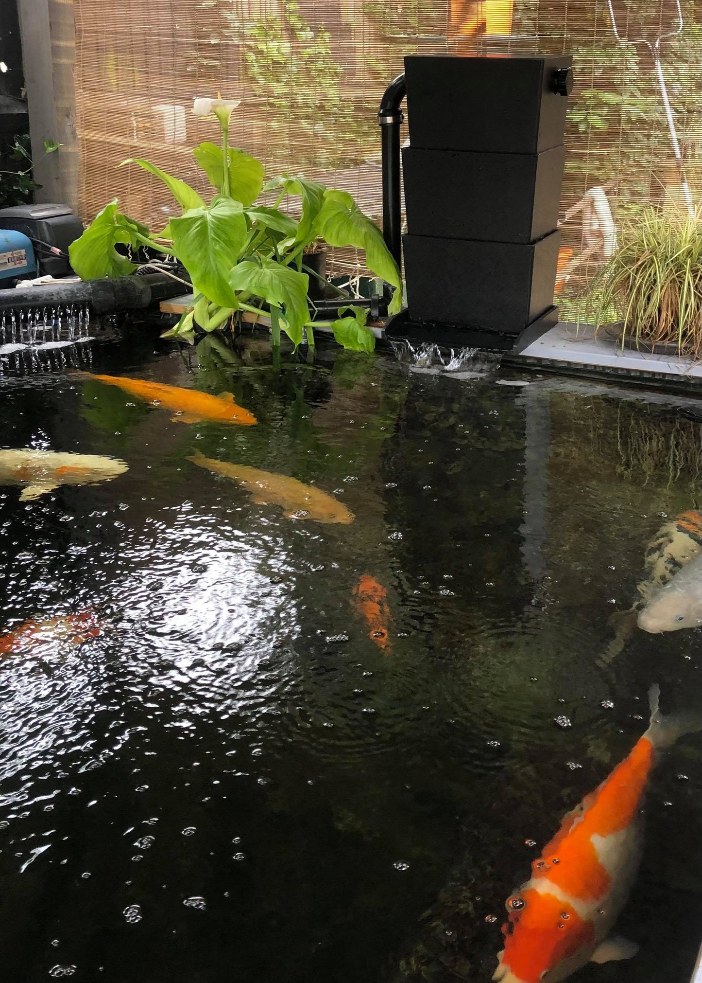 Elite Bakki Shower Trickle Filter 30cm Width - Apex Koi